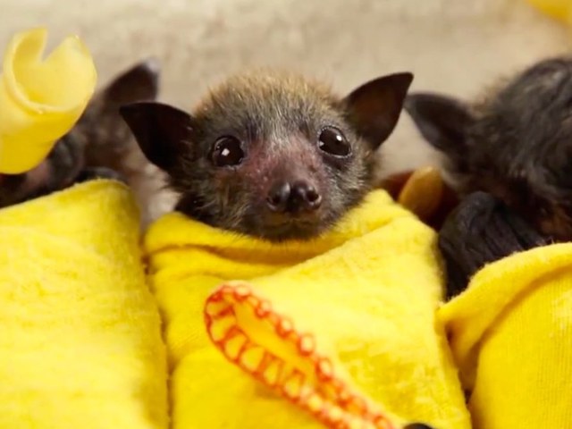 Adorable_Baby_Bats_Wrapped_Like_Burritos_2310820000_10234618_ver1_0_640_480.jpg